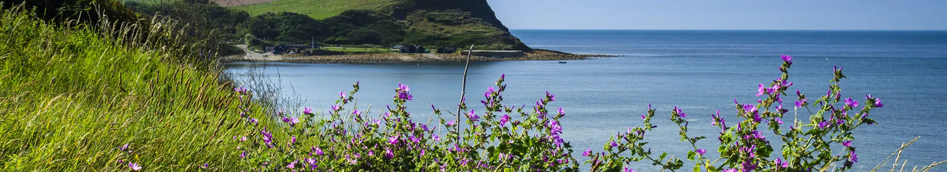 purple flowers growing on a cliff with the sea in the background